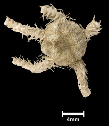 Media type: image;   Invertebrate Zoology OPH-1939 Aspect: dorsal